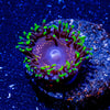 Psychosis Zoanthid - riptide aquaculture llc