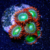 Blueberry Yum Yum Zoanthid - riptide aquaculture llc