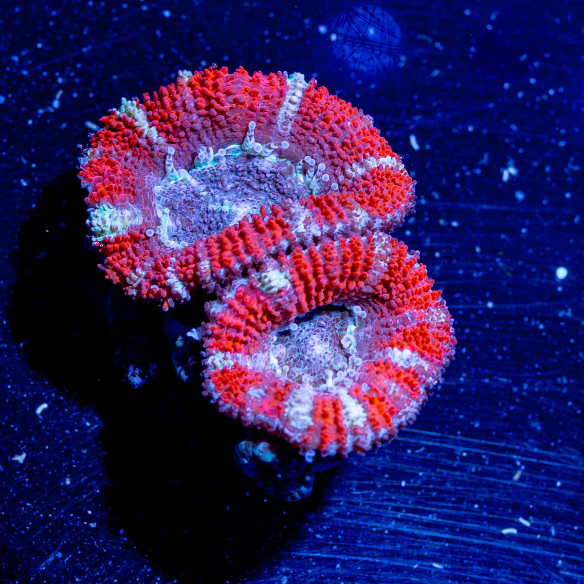 Acan Micromussa - riptide aquaculture llc