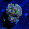 Acan Micromussa - riptide aquaculture llc