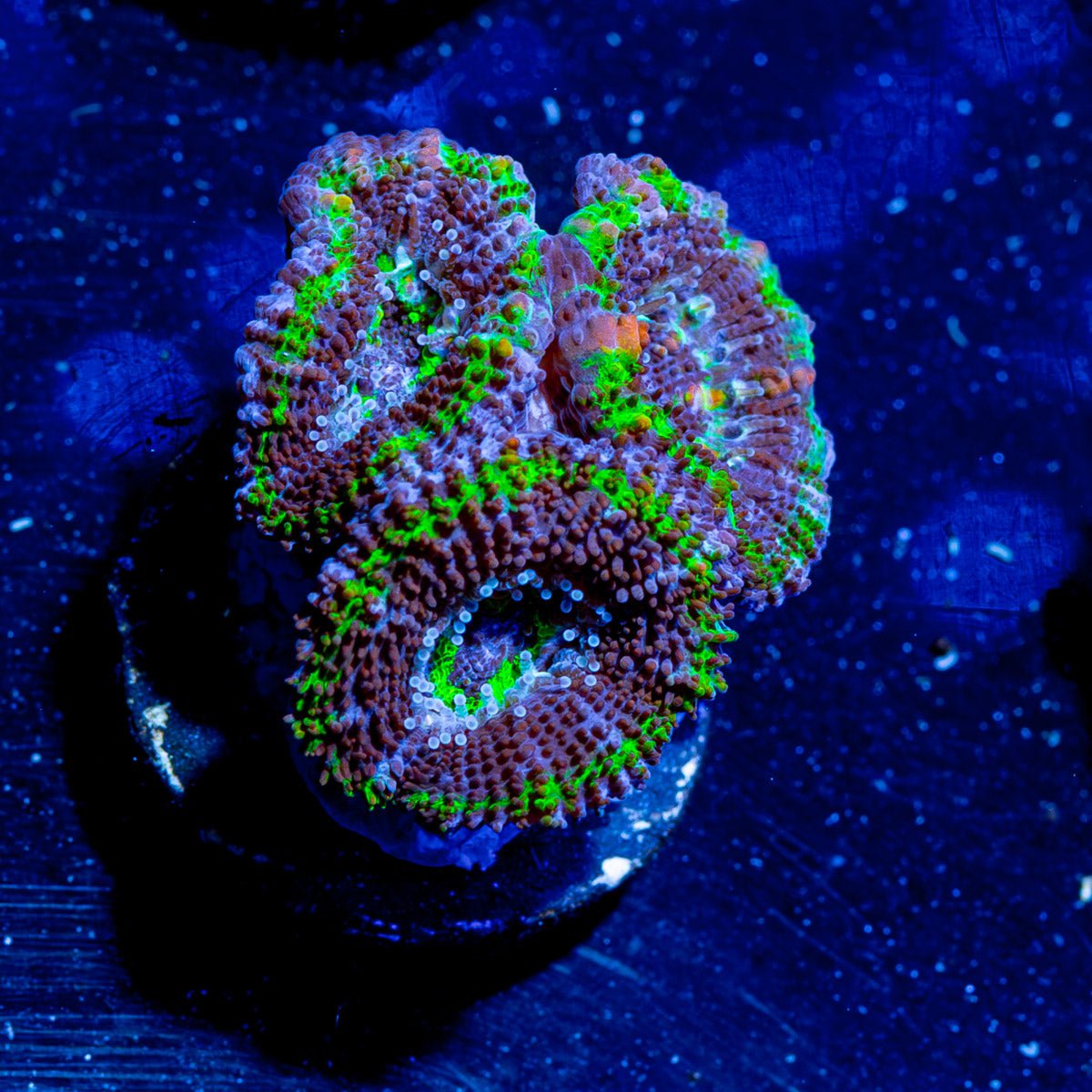 Acan Micromussa - riptide aquaculture llc