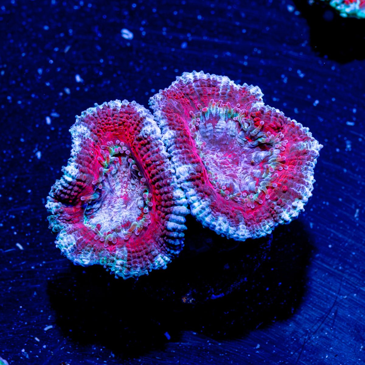 Acan Micromussa - riptide aquaculture llc