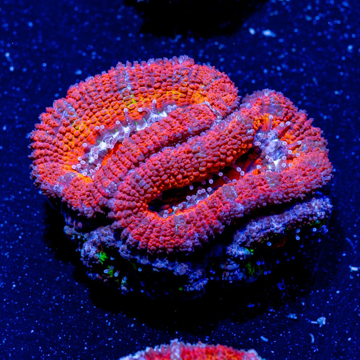 Acan Micromussa - riptide aquaculture llc