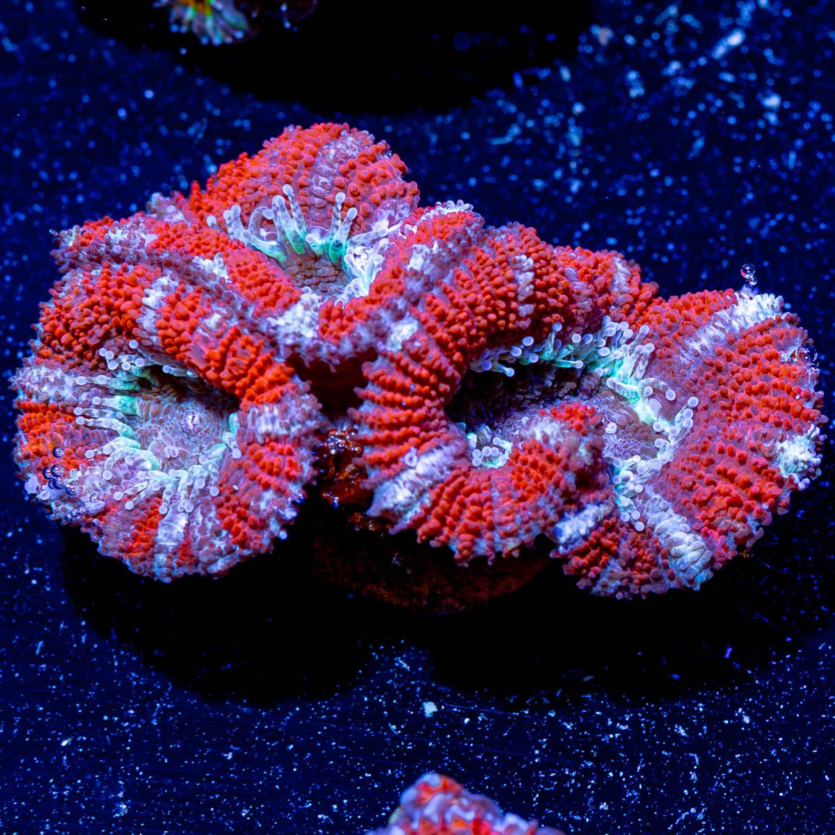 Acan Micromussa - riptide aquaculture llc