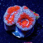 Acan Micromussa - riptide aquaculture llc