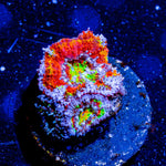 Kaleidoscope Acan / micromussa - riptide aquaculture llc