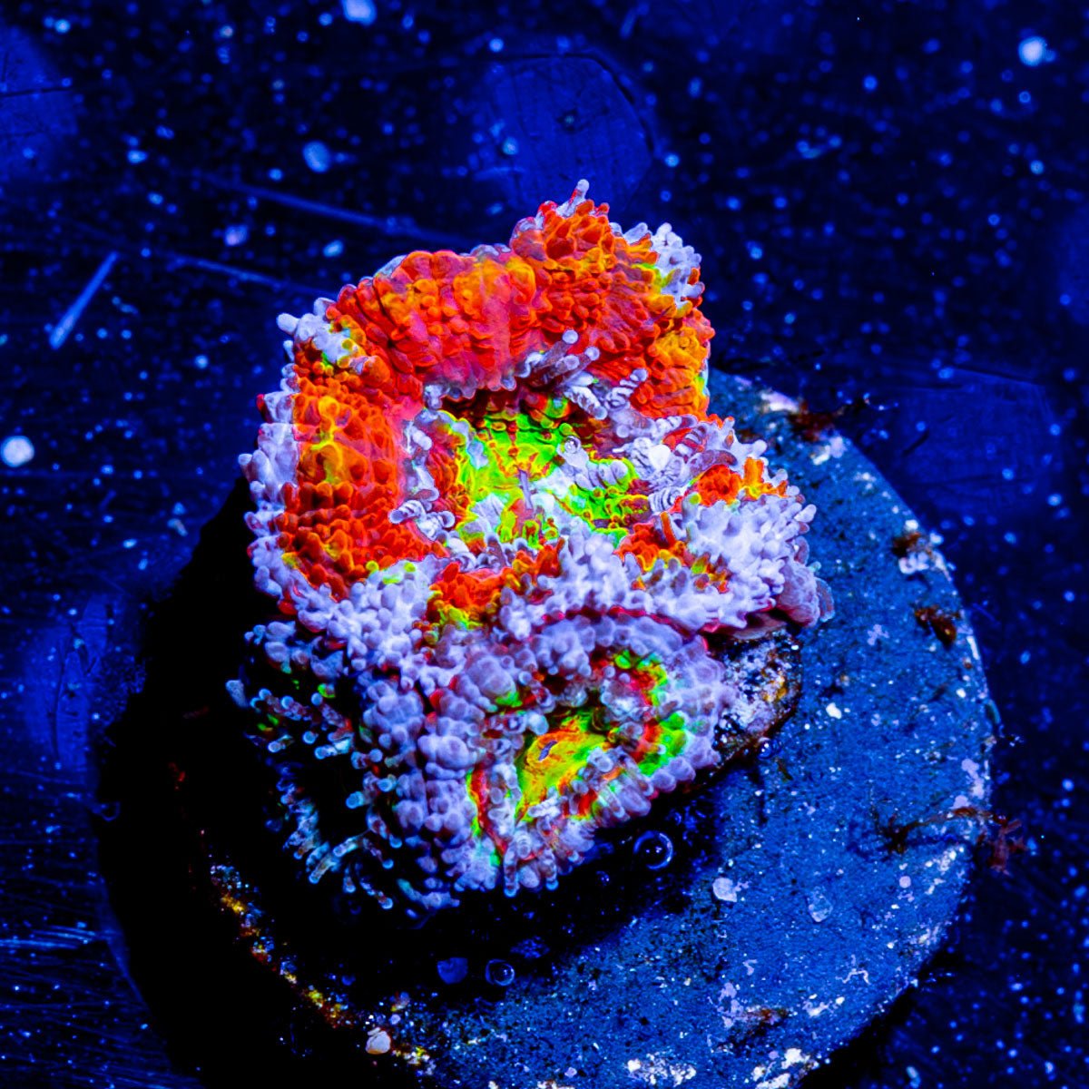 Kaleidoscope Acan / micromussa - riptide aquaculture llc