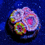 Rainbow Acan - riptide aquaculture llc