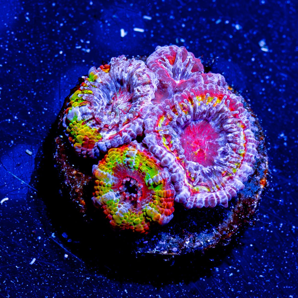 Rainbow Acan - riptide aquaculture llc