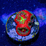 Bulls eye Acan / Micromussa - riptide aquaculture llc