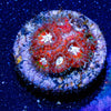 Heart Breaker Micromussa Acan - riptide aquaculture llc