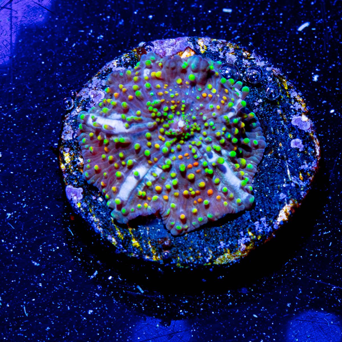 Rainbow Interstellar Mushroom - riptide aquaculture llc