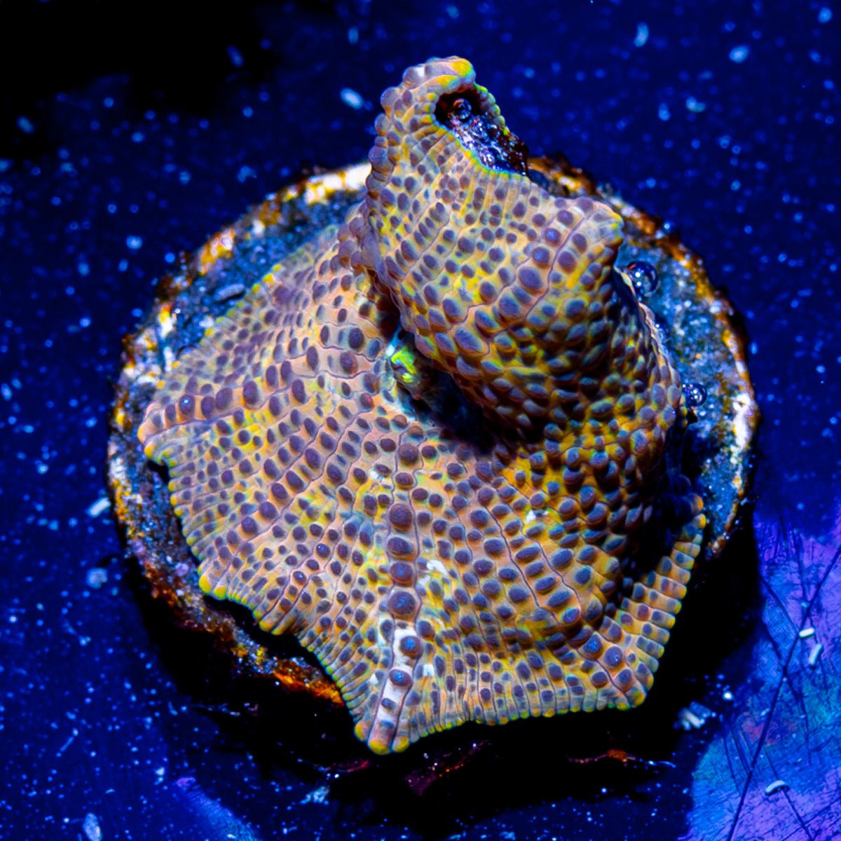 Leopard Mushroom - riptide aquaculture llc