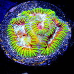 Hypnotic Favia - riptide aquaculture llc