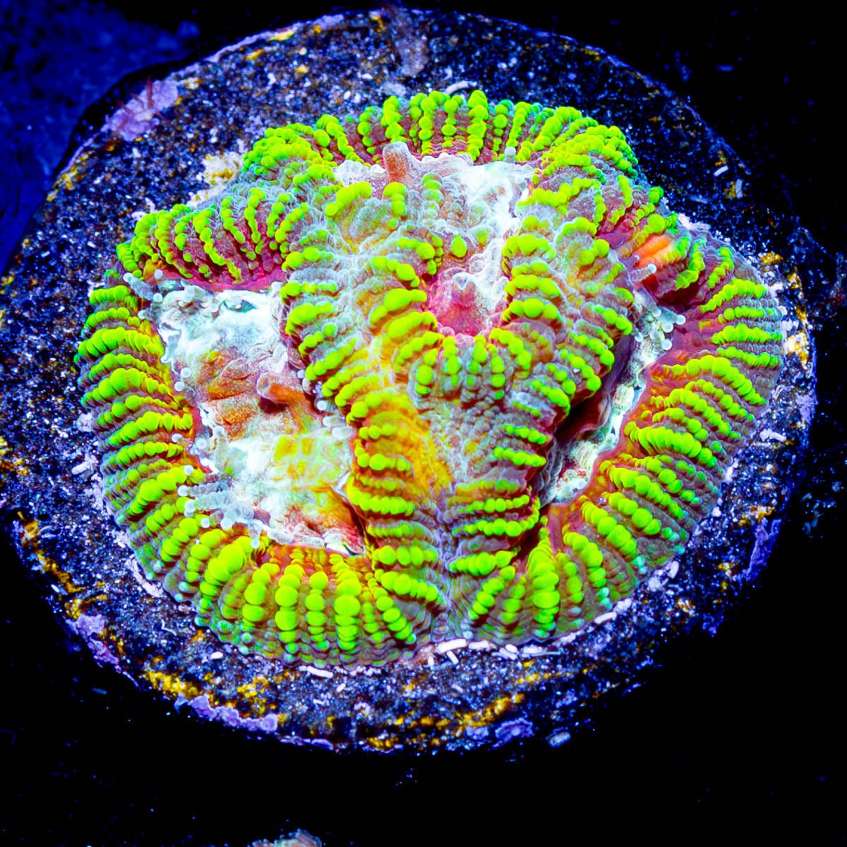 Hypnotic Favia - riptide aquaculture llc