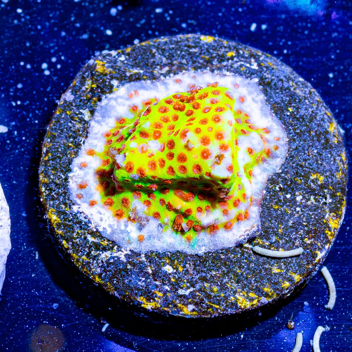 Burning Banana Stylocoeniella - riptide aquaculture llc