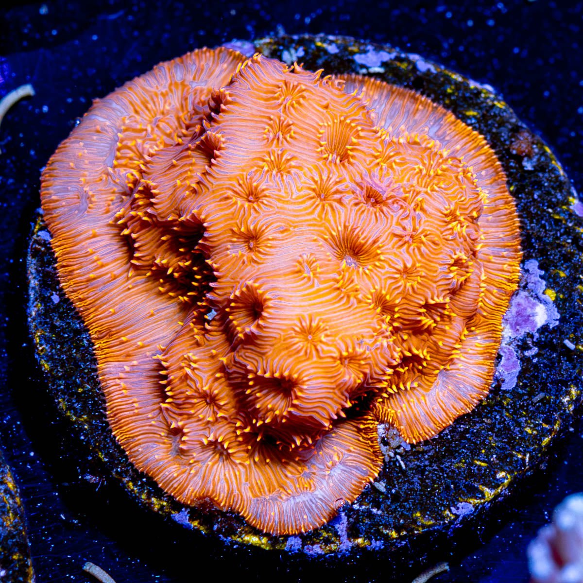 Orange Pavona - riptide aquaculture llc