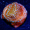 Rainbow Montipora - riptide aquaculture llc