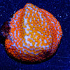 Rainbow Montipora - riptide aquaculture llc