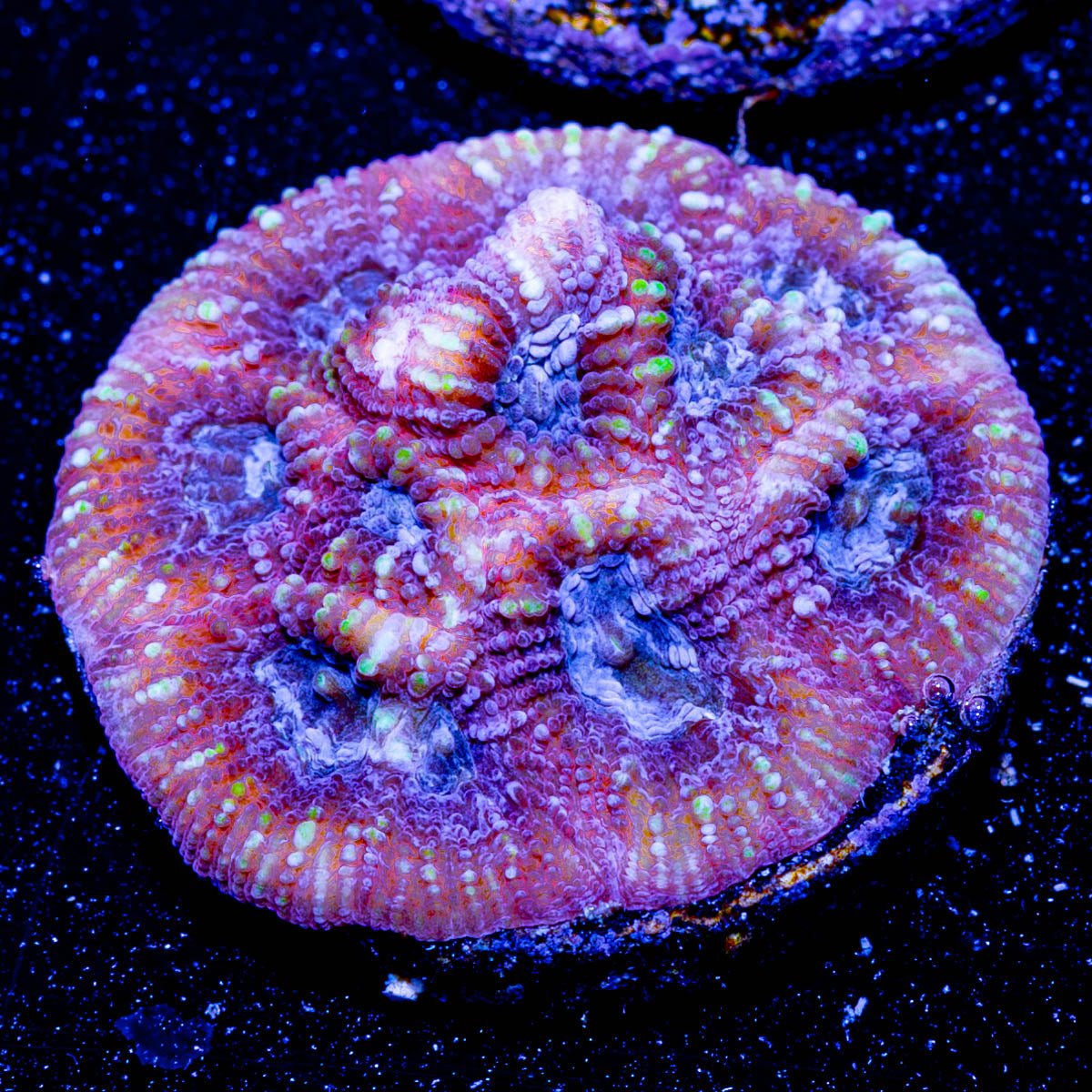 Dumbo Favia - riptide aquaculture llc