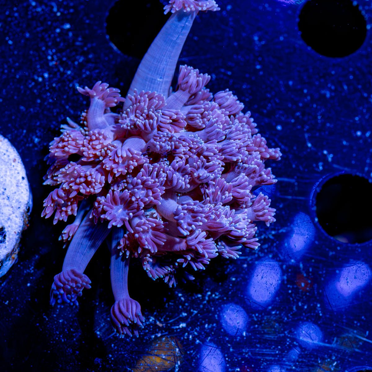 Purple passion goniopora - riptide aquaculture llc