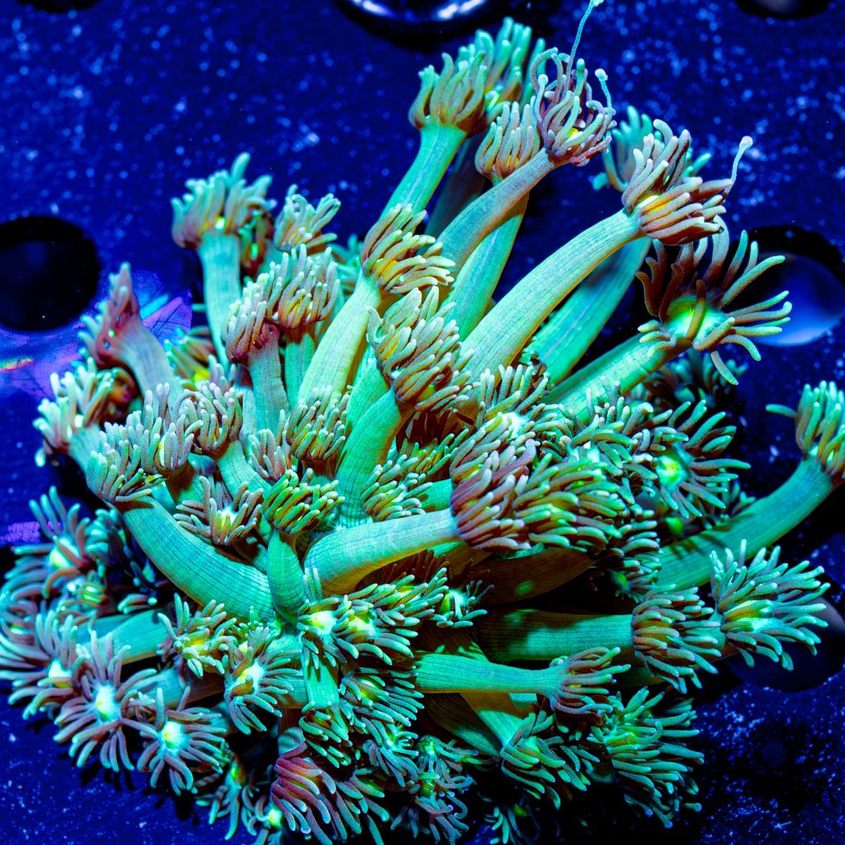 Green Goniopora - riptide aquaculture llc