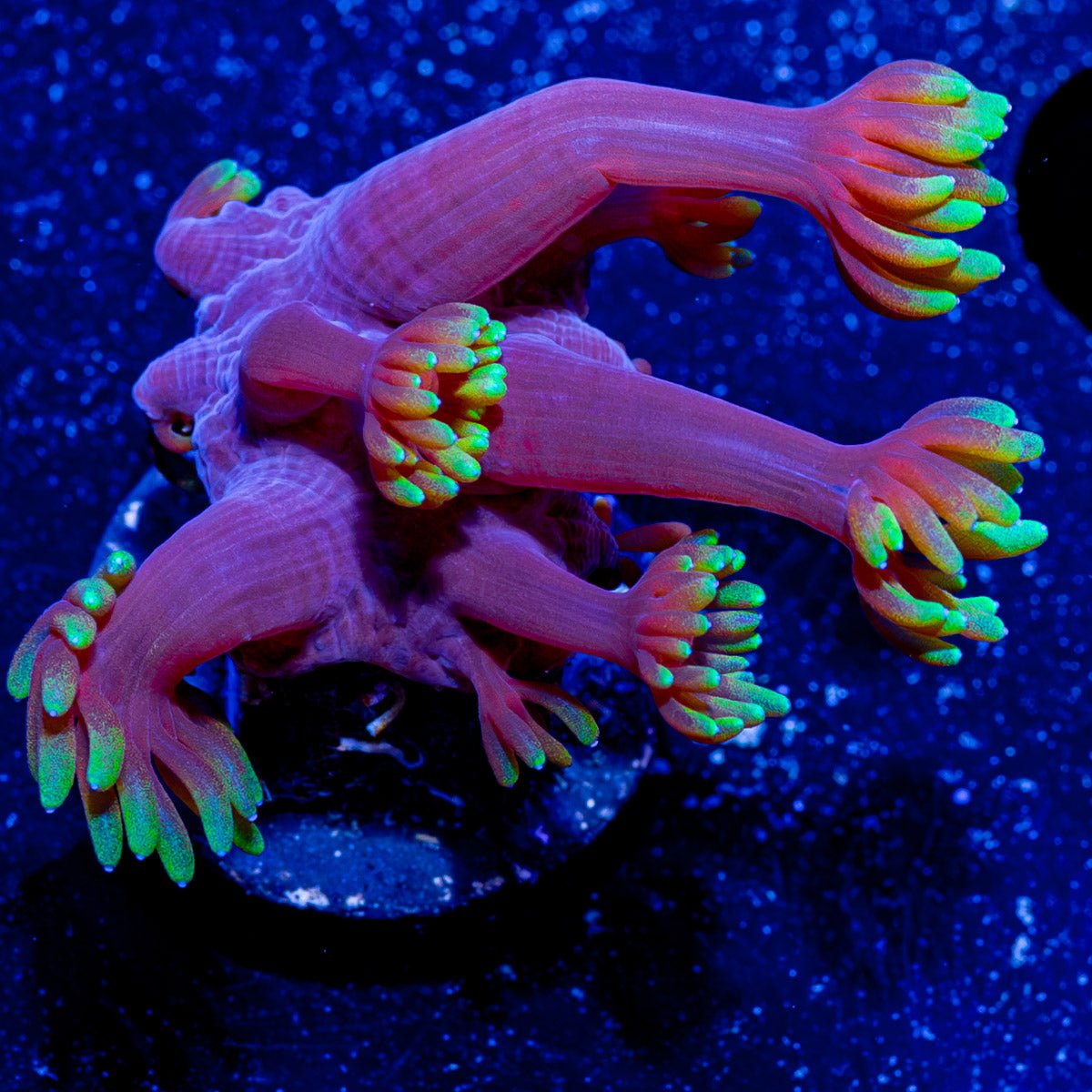 Iron Man Goniopora - riptide aquaculture llc