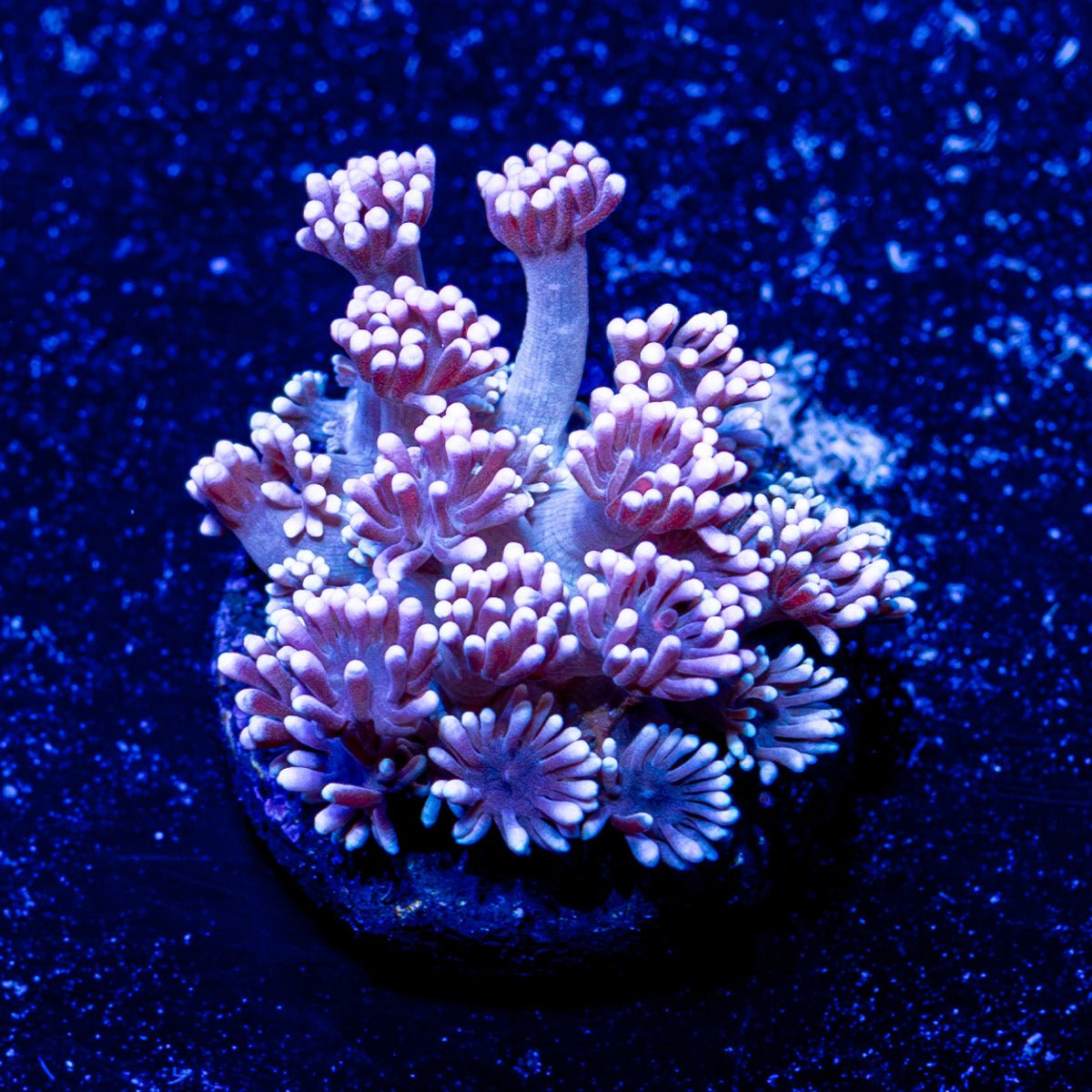 Hunch Punch Goniopora - riptide aquaculture llc