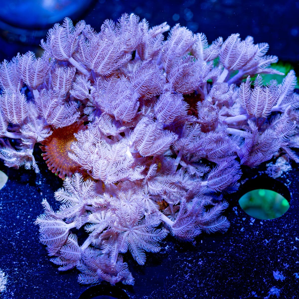 Pulsing Xenia - riptide aquaculture llc