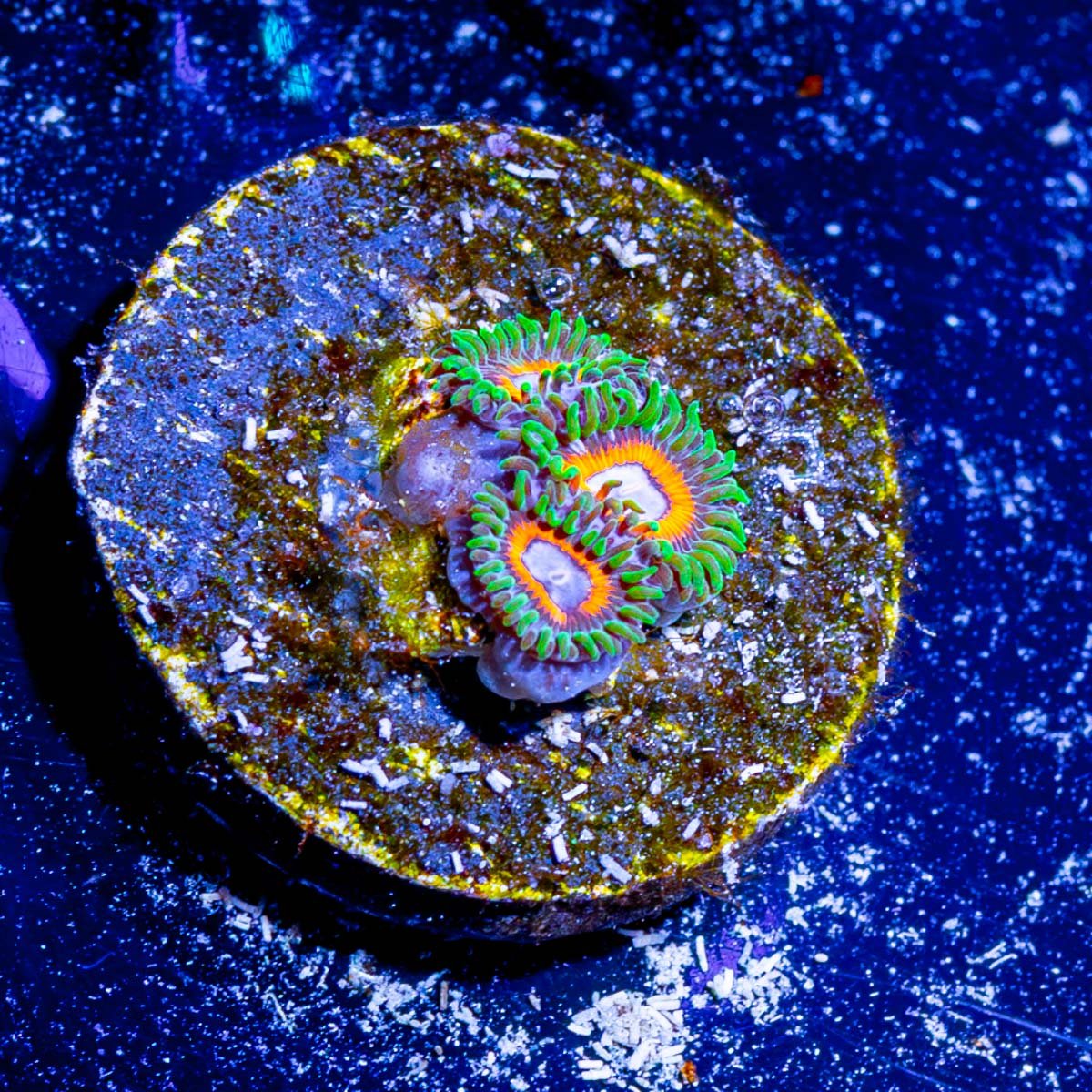 Fairy Tails Zoanthid - riptide aquaculture llc