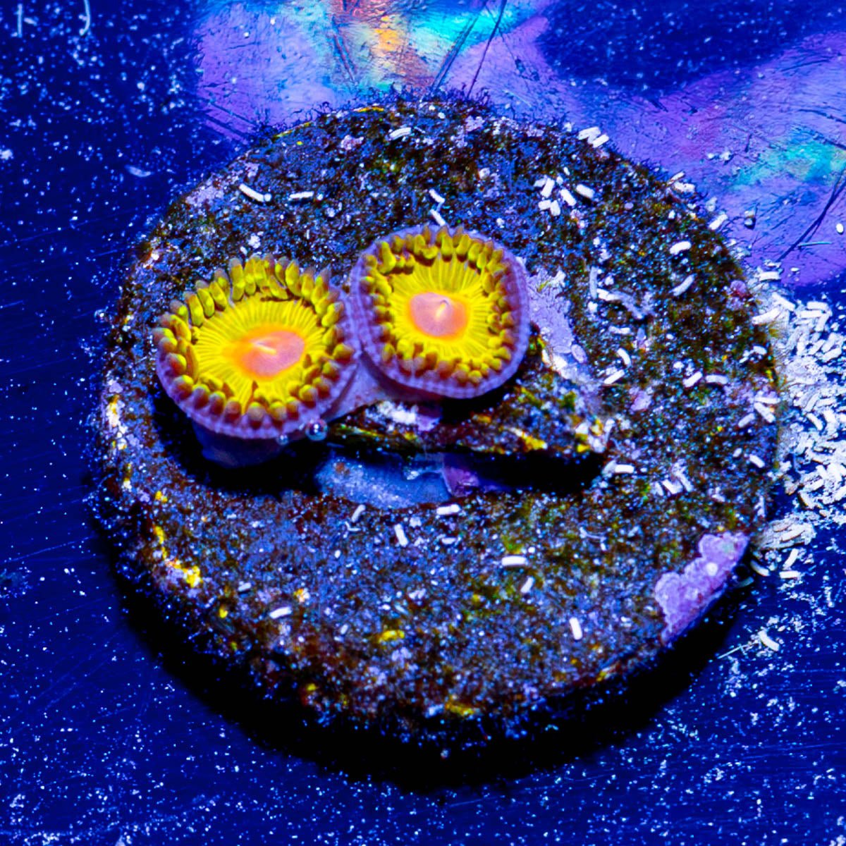 Golden Gods Zoanthid - riptide aquaculture llc