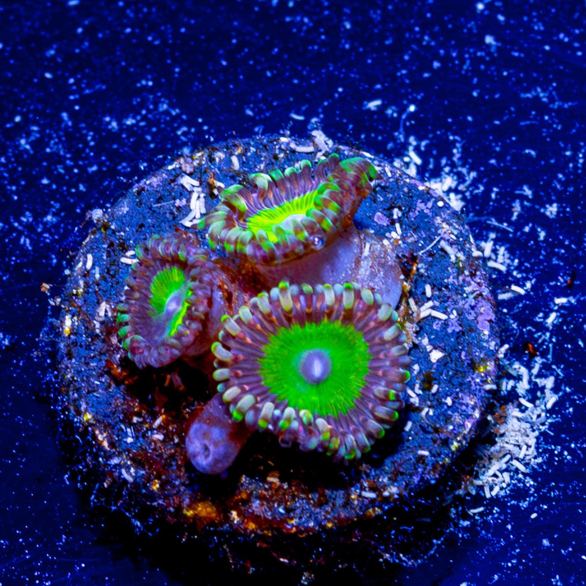 Candy Apple Green Zoanthid - riptide aquaculture llc