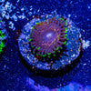 Psychosis Zoanthid - riptide aquaculture llc