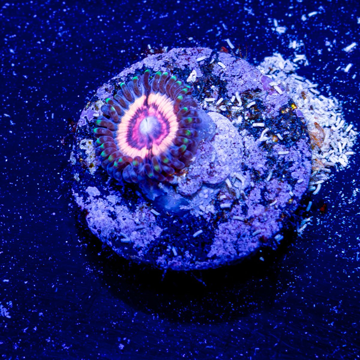 Valkyries Zoanthid - riptide aquaculture llc