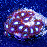 Sub Zero's Zoanthid - riptide aquaculture llc