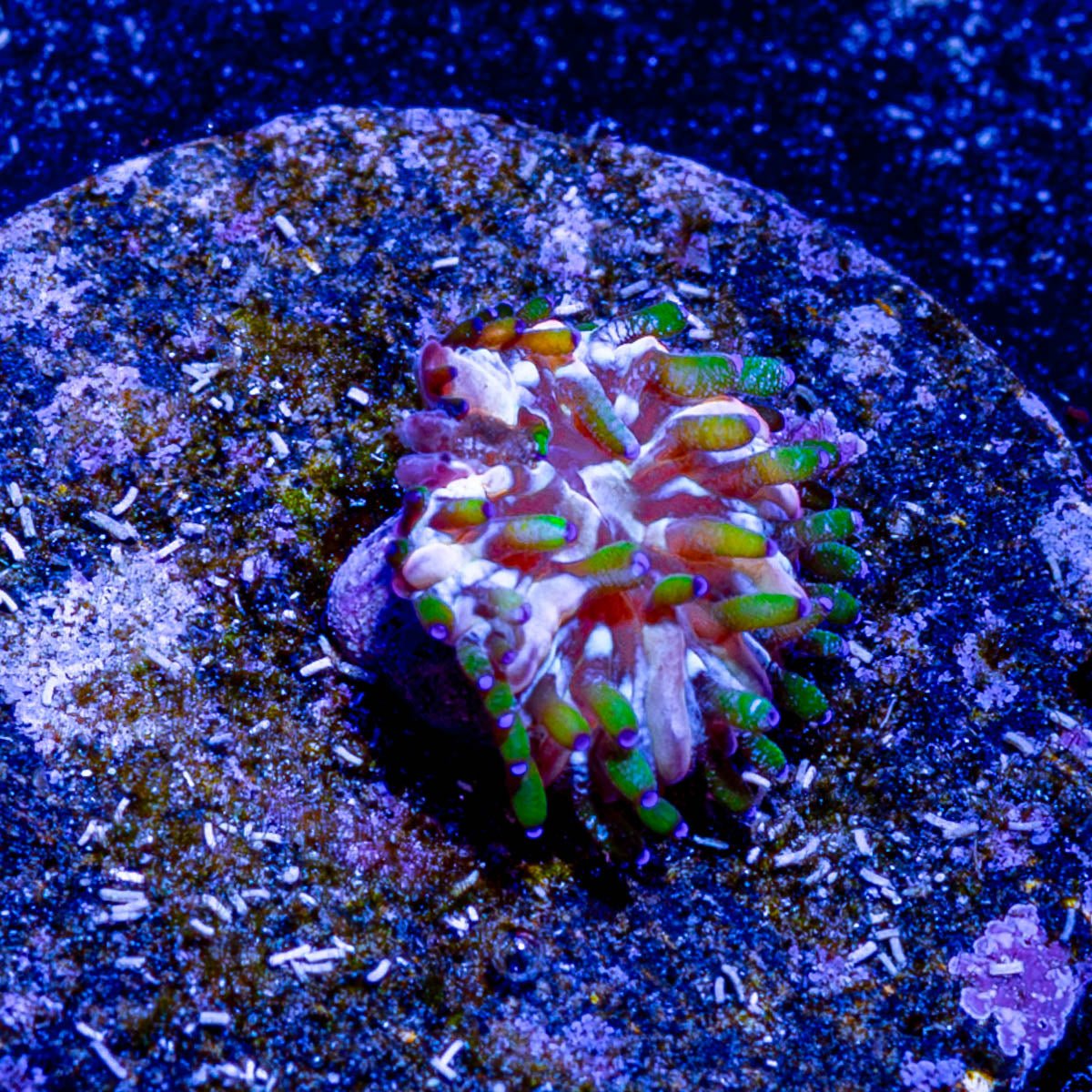 Baby Plate (Very Small) - riptide aquaculture llc