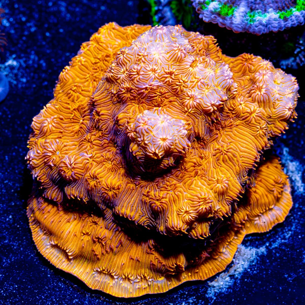 Orange Pavona - riptide aquaculture llc