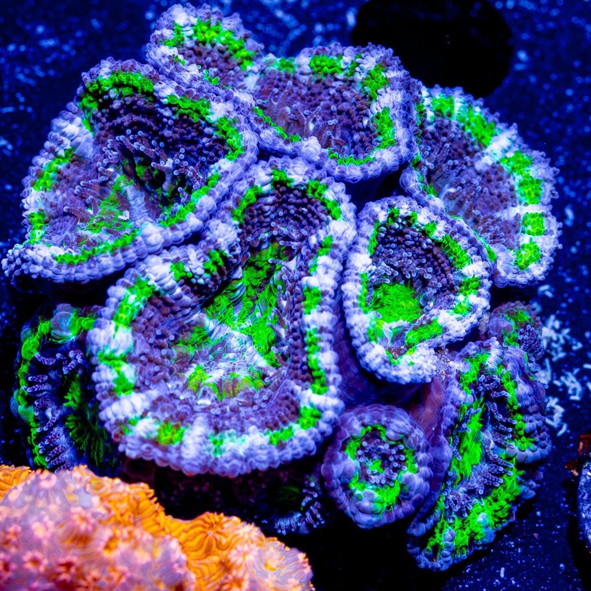 Large Chunky Green Acan - riptide aquaculture llc