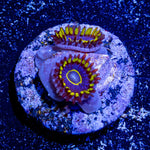 Blue Hornet Zoanthid - riptide aquaculture llc