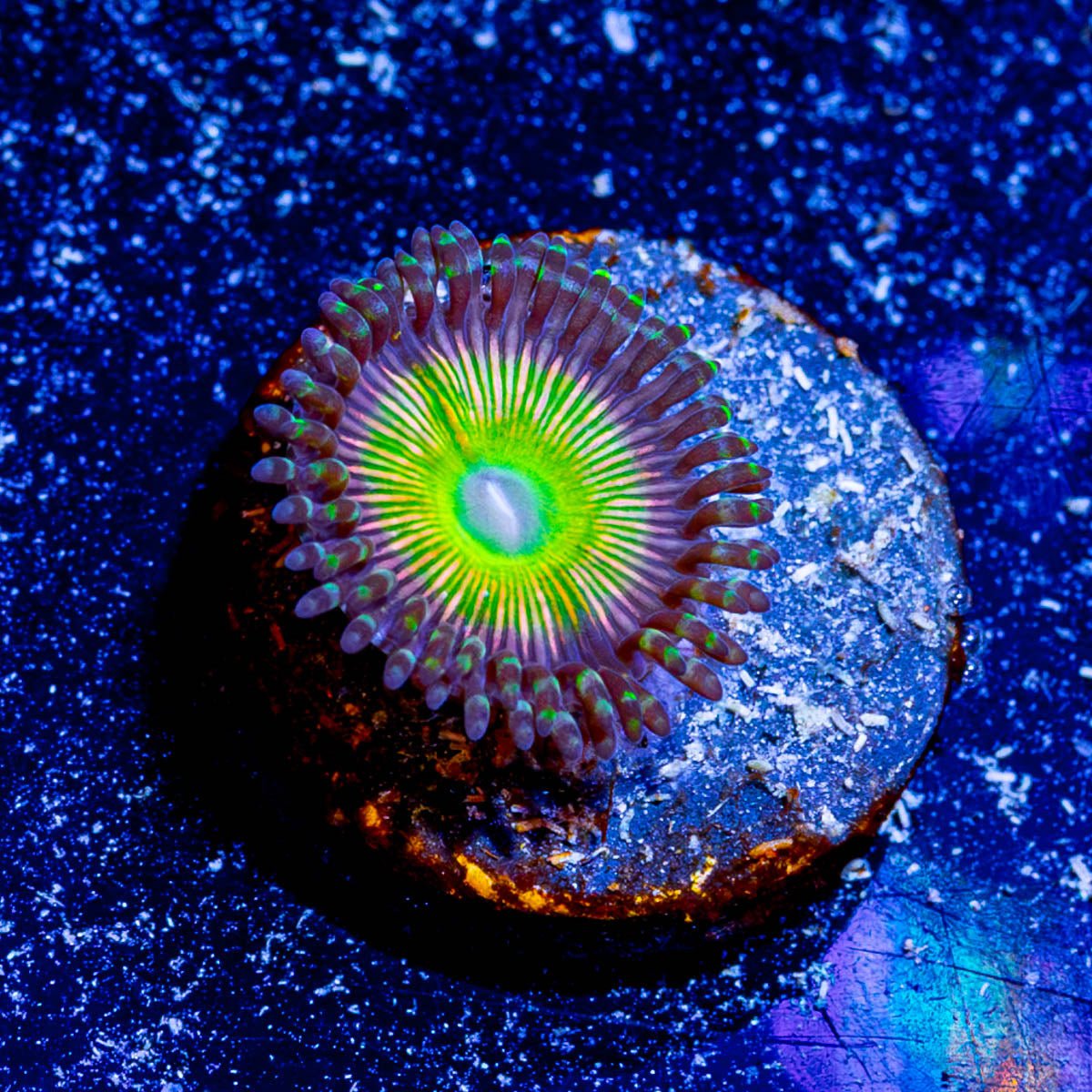 Twisted Peach Zoanthid - riptide aquaculture llc