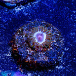 Miami Vice Zoanthid - riptide aquaculture llc