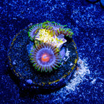 Blue Jay Zoanthid - riptide aquaculture llc