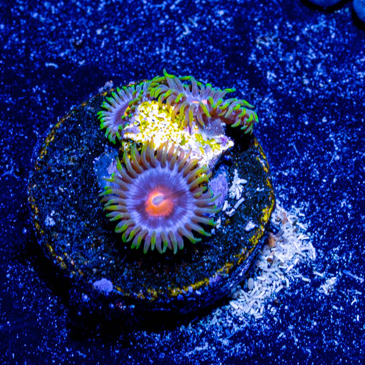 Blue Jay Zoanthid - riptide aquaculture llc