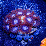 Stitch Zoanthid - riptide aquaculture llc