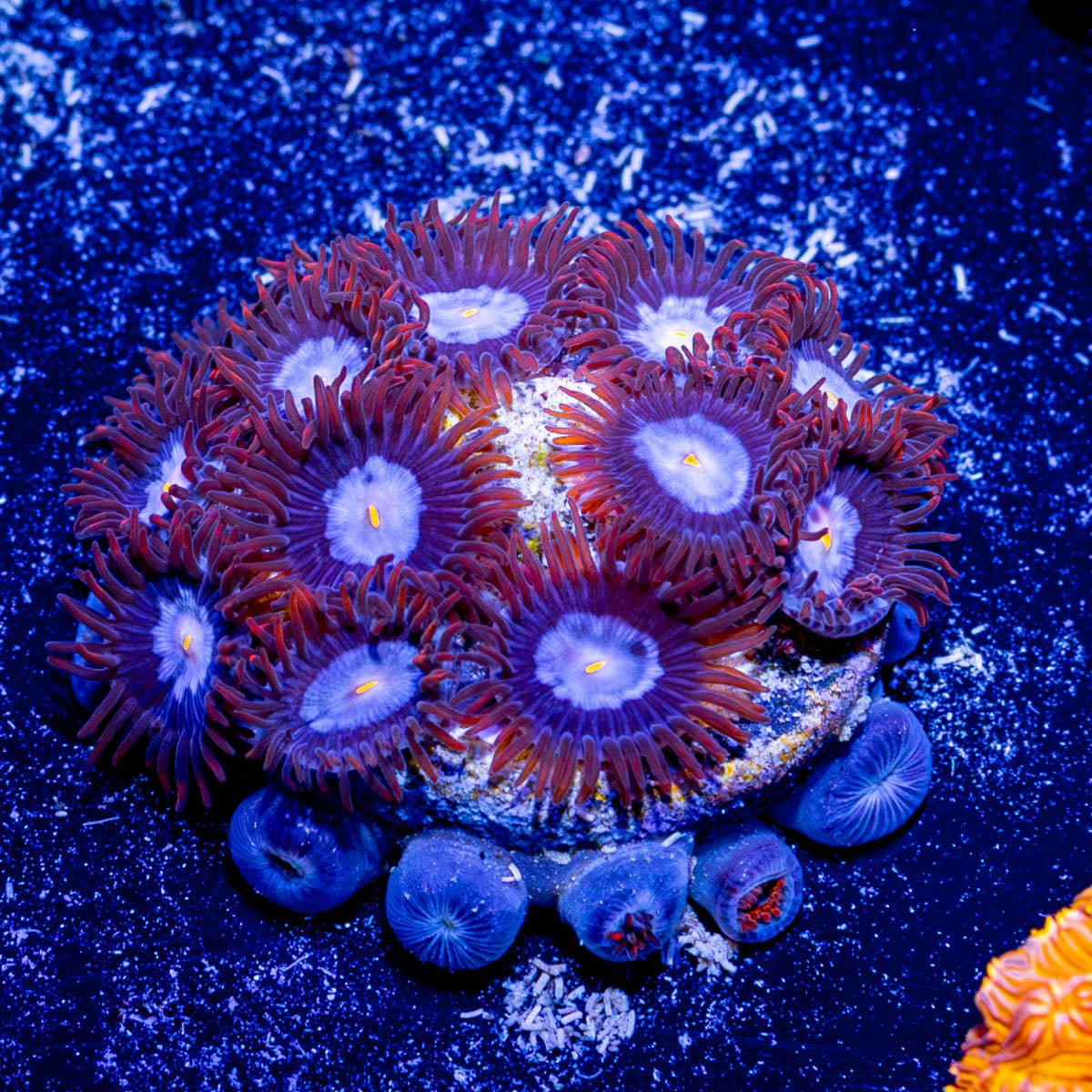 Stitch Zoanthid - riptide aquaculture llc