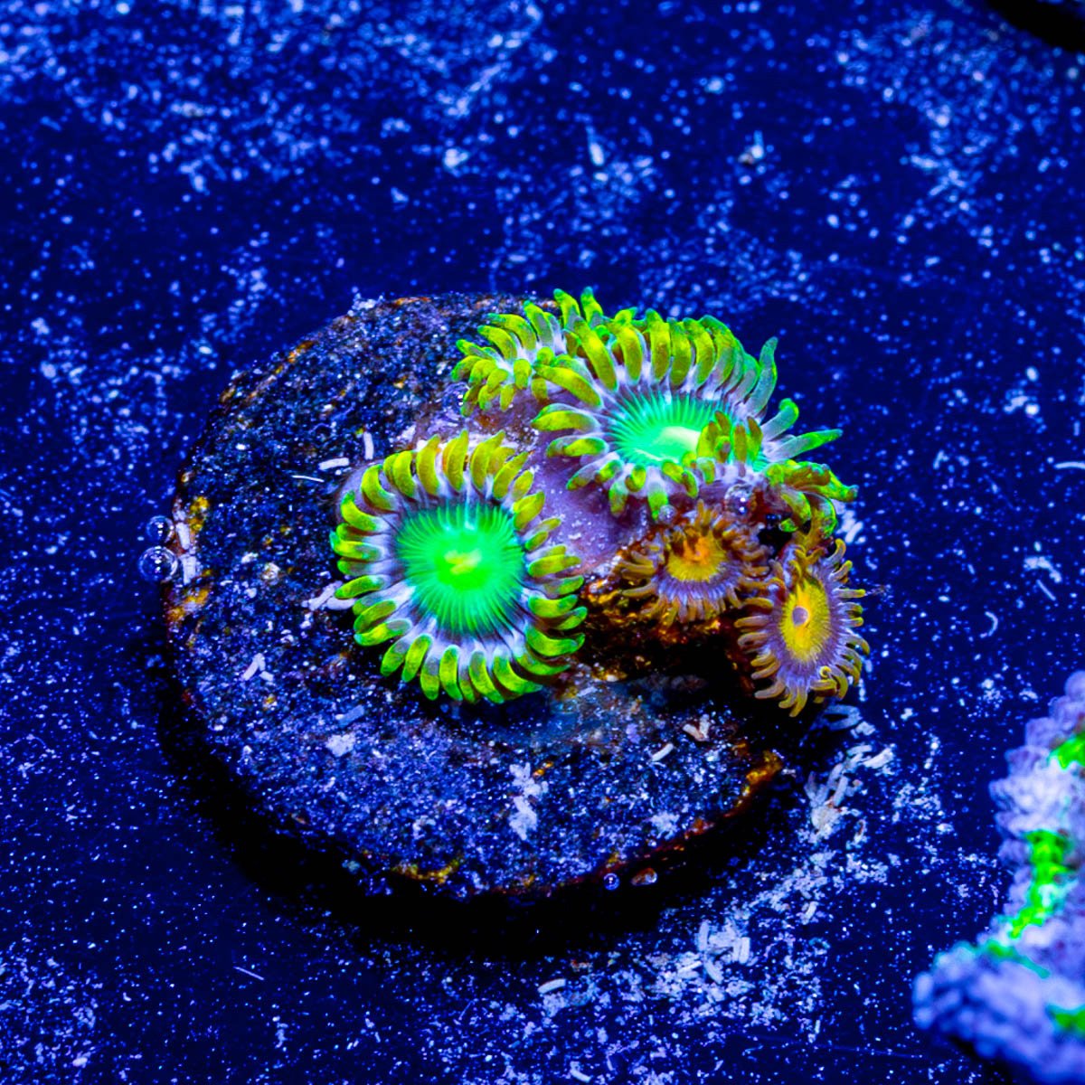 Green bay Packers & Tutti Frutti Zoanthid - riptide aquaculture llc