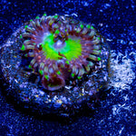 Candy Apple Green Zoanthid - riptide aquaculture llc