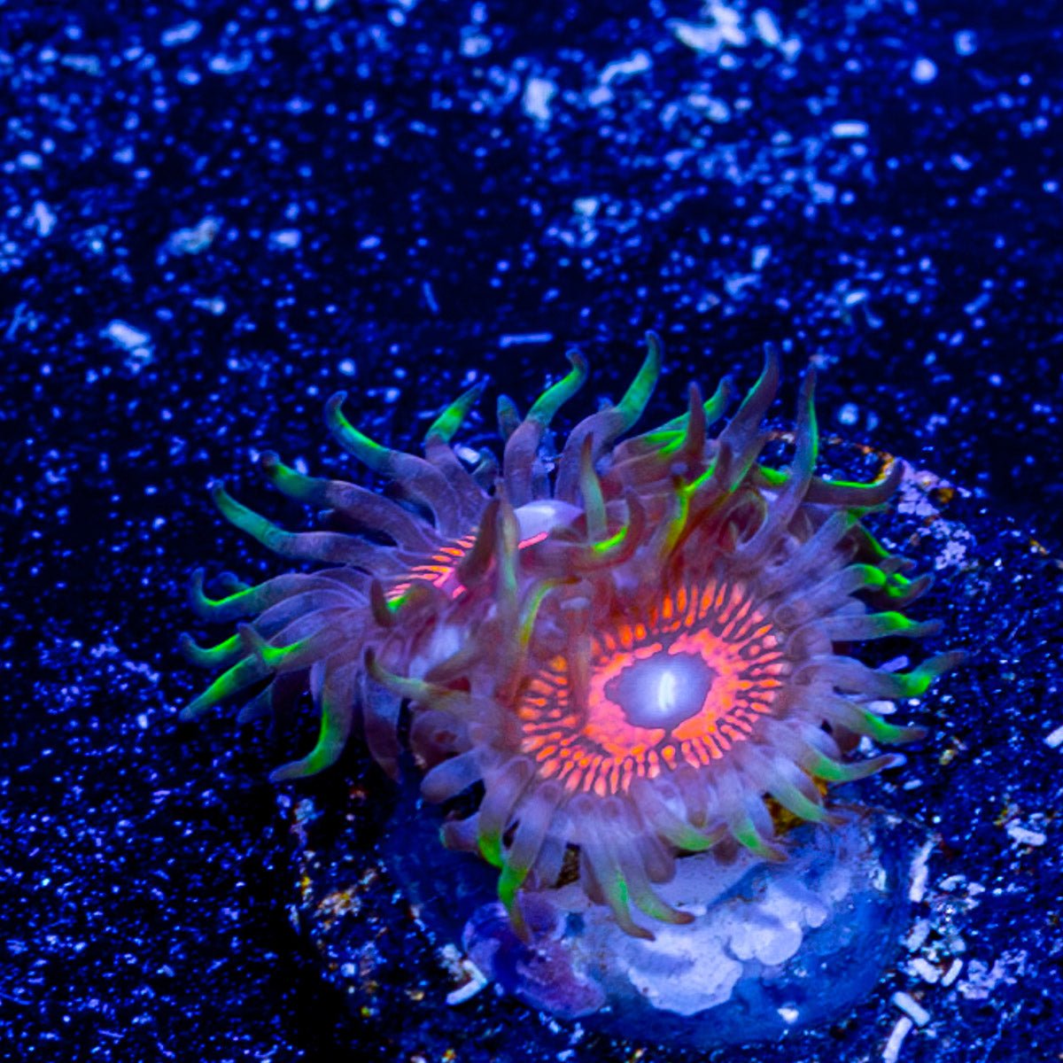 Aztec Warriors Zoanthid - riptide aquaculture llc