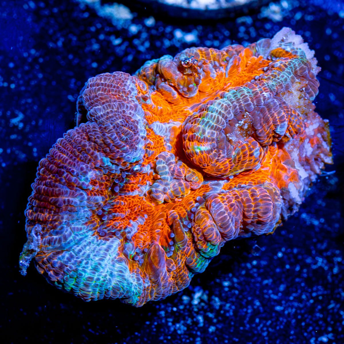 Tsunami Wilsoni - riptide aquaculture llc