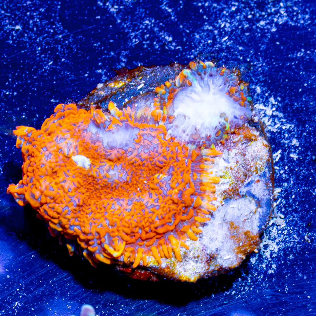 Orange Rhodactis Mushroom - riptide aquaculture llc